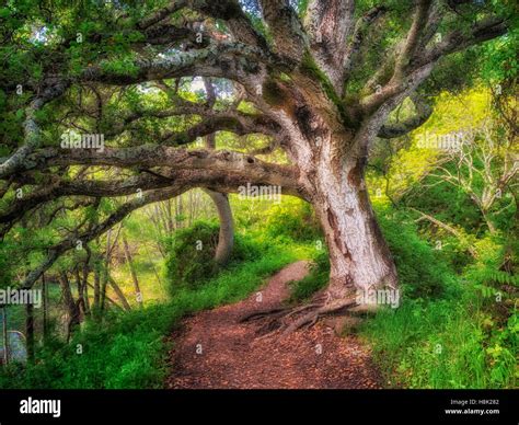 Tree On Path Big Sur Coast California Stock Photo Alamy