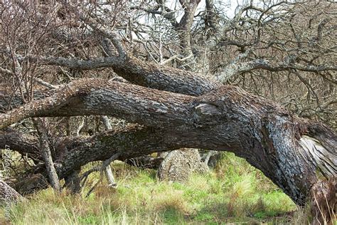 Paisajes De La Reserva Natural Parque Luro En La Provincia De La Pampa