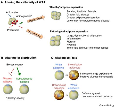 Adipocytes Current Biology