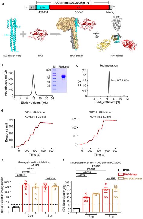 Construction And Characterizing Of The Trimeric Ha1 Vaccine Candidate