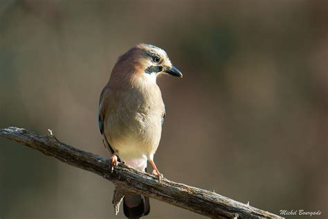 Geai Des Ch Nes Garrulus Glandarius Eurasian Jay Pas Flickr