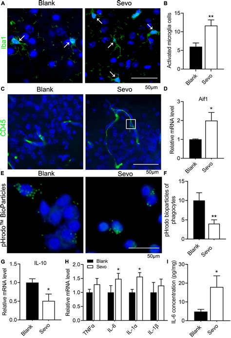 Frontiers Sevoflurane Exposure Induces Neurotoxicity By Regulating