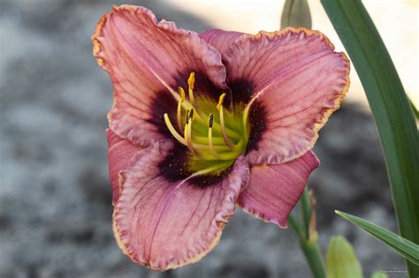 Hemerocallis „Always Afternoon” - Liliowiec „Always Afternoon” | ogrody ...
