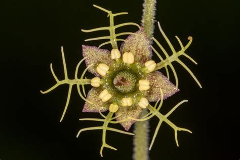 Miterworts (Genus Mitella) · iNaturalist Canada