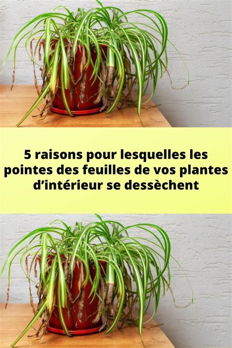 Raisons Pour Lesquelles Les Pointes Des Feuilles De Vos Plantes D