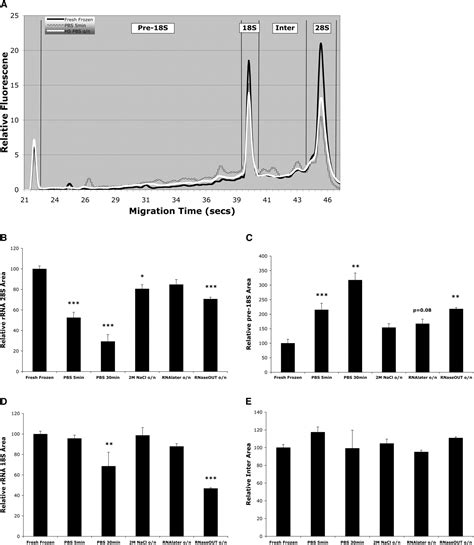 Improved RNA preservation for immunolabeling and laser microdissection 