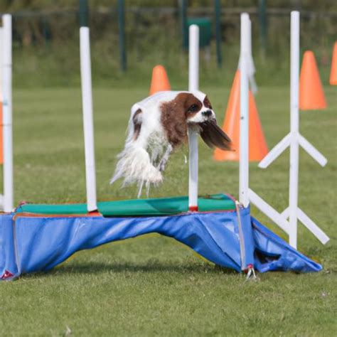 Cavalier King Charles Spaniel Training: A Comprehensive Guide