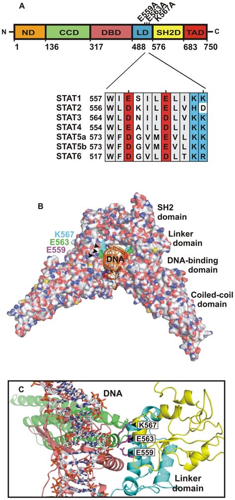 A Modular Domain Structure Of Stat And Sequence Alignment Of The