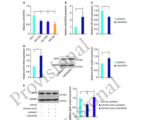 LINC00703 Regulates KLF6 Expression A The QRT PCR Analysis