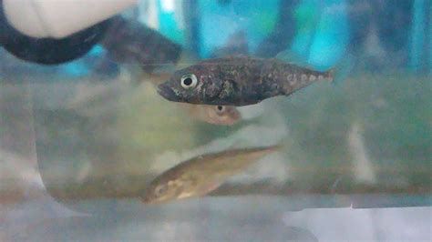 Biology Fun­damentals – Stickleback fish