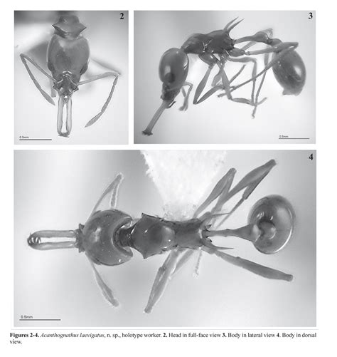 ants  colombia  acanthognathus   description