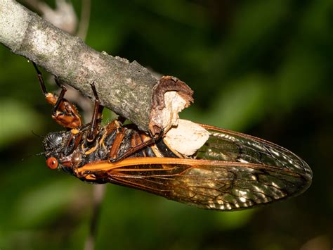 Maryland Biodiversity Project Massospora Cicadina