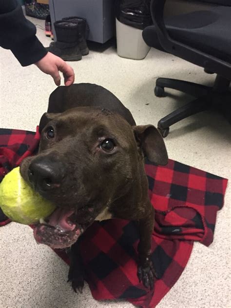 Cachorro Ferido Resgatado Da Ca Amba Depois De Ter Sido Jogado No Lixo