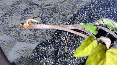 Wireworms: How to Make a Trap to Stop These Annoying Pests - Garden Therapy