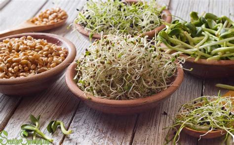 How to Grow Sprouting Seeds and the Benefits They Offer - Seeds for ...