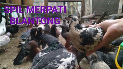 Ngabuburit Bersama Merpati Dan Spil Merpati Blantong YouTube