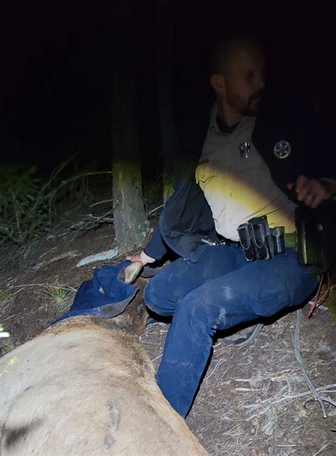 Alce Teve Um Pneu Preso Ao Pesco O Durante Dois Anos Agora Est