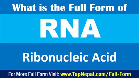 Rna Full Form What Is The Full Form Of Rna In Medical