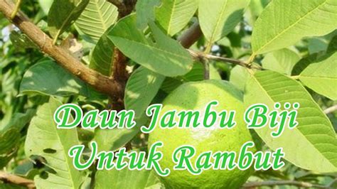 Manfaat Daun Jambu Biji Untuk Rambut Youtube