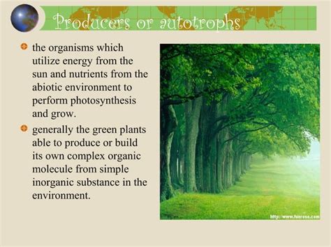 Structural Components of an Ecosystem (Biotic)