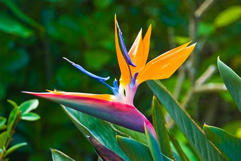 Bird Of Paradise Plant Care And Growing Guide