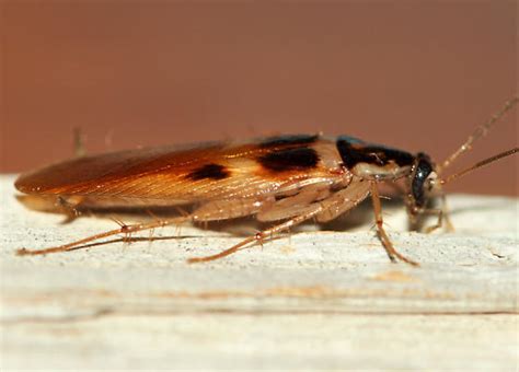 Brown Banded Roach Supella Longipalpa Bugguidenet