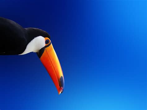 Toucan Wallpapers - Wallpaper Cave