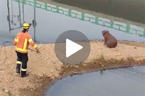 VÍDEO Bombeiros tentam resgatar capivara pneu no pescoço mas