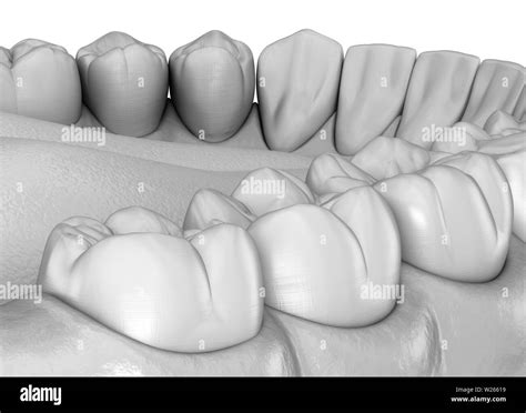 Mandibular Human Gum And Teeth Anatomy Medically Accurate Tooth 3d