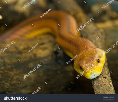 Poisonous Snake Diamond Shaped Head Bright Stock Photo 3523460