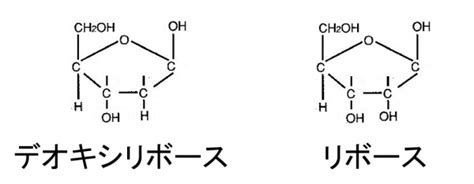 概論遺伝生化学と細胞内小器官核酸dna Rna構造ヌクレオチド 一歩一歩