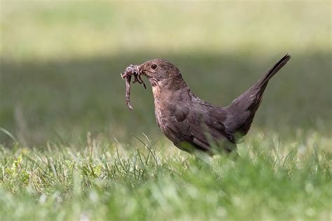 Common Blackbird Kos Samica Turdus Merula Pawe Bigosi Ski Flickr