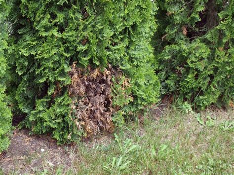 Smaragd Thuja Pilzbefall Erkennen Und Behandeln Lebensbaum