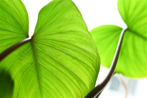 Detalle De Cierre Y Textura Del Fondo De La Naturaleza De La Hoja Verde