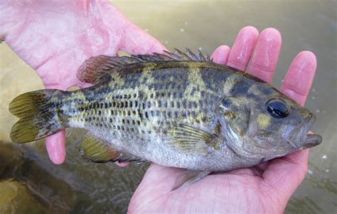 Rock Bass