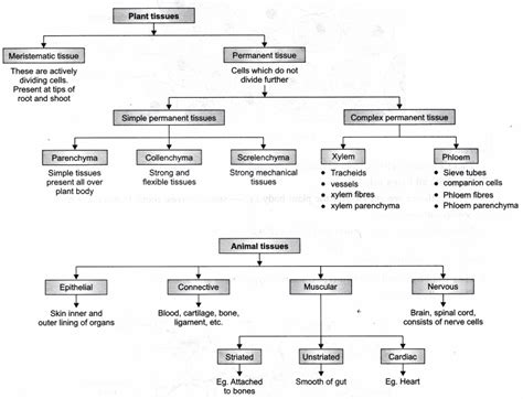 Plant And Animal Tissues Experiment Class 9 Practical Science Ncert