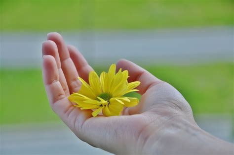 Free Images Hand Nature Grass Plant Sky Leaf Flower Petal