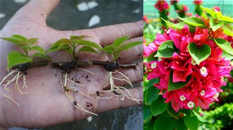 How To Propagate Bougainvillea By Cuttings In Simple Way New