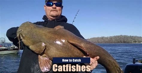 How To Catch Catfish In Lakes Ponds And Rivers Tips And Guides