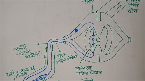 How To Draw Reflex Arc Prativarti Chap Banane Ki Aasan Vidhi Step By