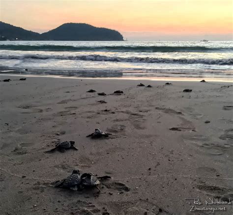 Photo Tour Of Zihuatanejo Ixtapa Troncones And Barra De Potosí In