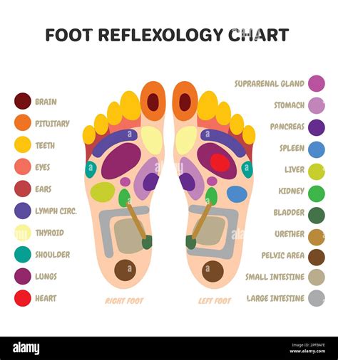 Reflexology Chart Soles Health Massage Points Hd 48 Off