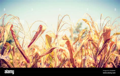 Dried Corn Field Background. Dried Corn Field Background. abstract ...