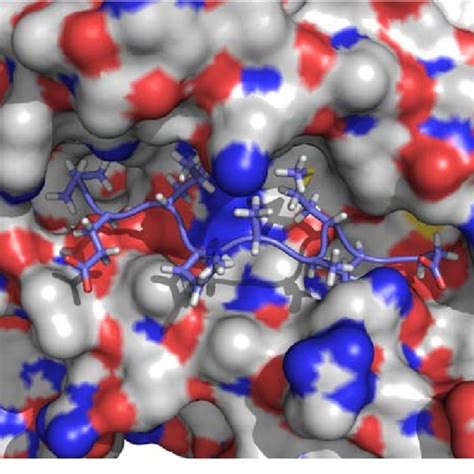 Structure Of The Highest Binding Predicted Peptide Using The Asa Download Scientific Diagram