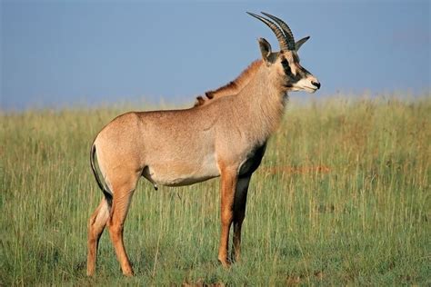 Roan antelope - Alchetron, The Free Social Encyclopedia