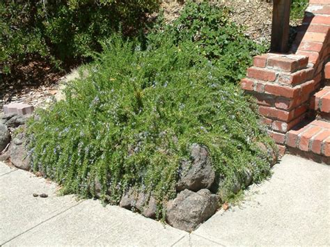 Find Plants Prostrate Rosemary