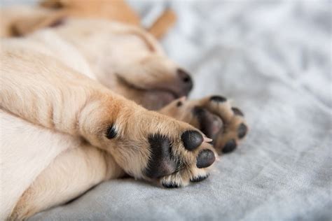 Dog Paw Infections: Causes, Symptoms, and Treatments | Great Pet Care