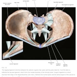 Amazon Atlas Of Pelvic Anatomy And Gynecologic Surgery