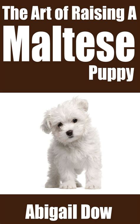 Maltese Puppy Training: The Ultimate Guide on Maltese Puppies, What to ...