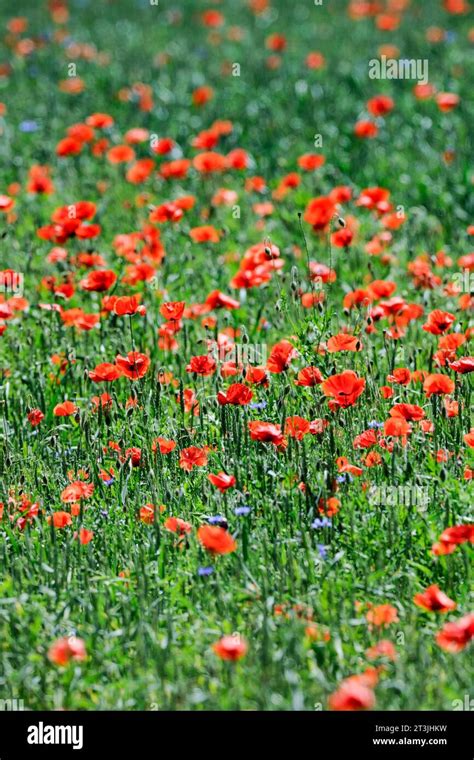 Poppy Varieties Hi Res Stock Photography And Images Alamy